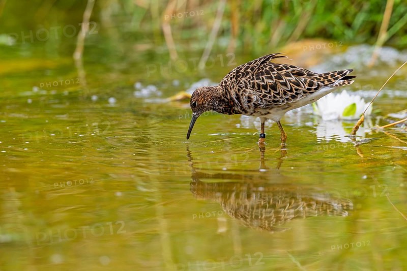 A female ruff (Calidris pugnax) searching for food in shallow water. Northern Poland