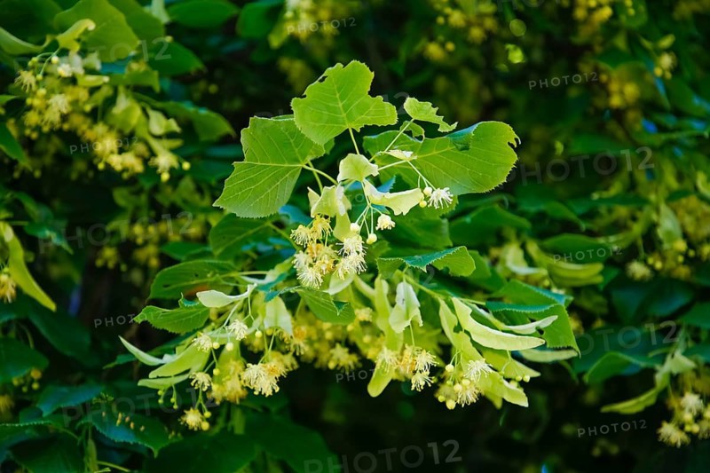 Lime blossoms of the lime tree (Tilia), summer lime tree, medicinal plant, remedy, household remedy, trees, plants of the Swabian Alb, Honau, municipality of Lichtenstein, Baden-Württemberg, Germany
