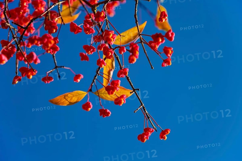 European monkshood (Euonymus europaeus), flowering shrub, red flowers in autumn, blue sky, Großengstingen cemetery, Engstingen municipality, Reutlingen district, Swabian Alb, Baden-Württemberg, Germany