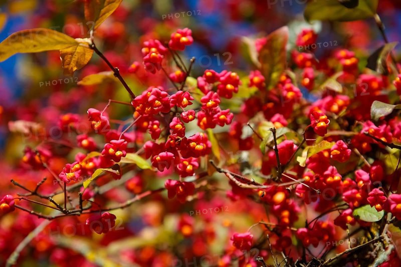European monkshood (Euonymus europaeus), flowering shrub, red flowers in autumn, Großengstingen cemetery, Engstingen municipality, Reutlingen district, Swabian Alb, Baden-Württemberg, Germany