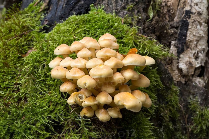 Sulphur head (Hypholoma), tree fungi with moss on a tree trunk, Stubbenkammer, Jasmund National Park, Rügen, Mecklenburg-Western Pomerania, Germany