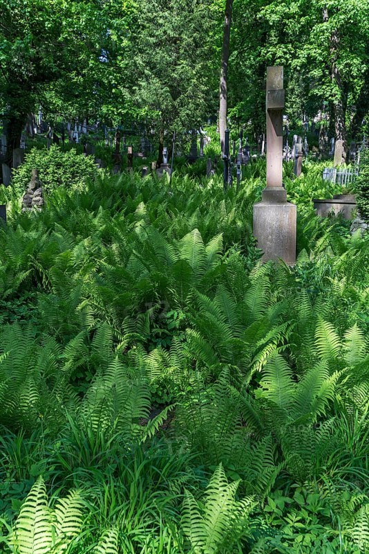 Ferns at Lützenhofer Cemetery Lychakivskiy Cemetery, Lviv, Galicia, Ukraine