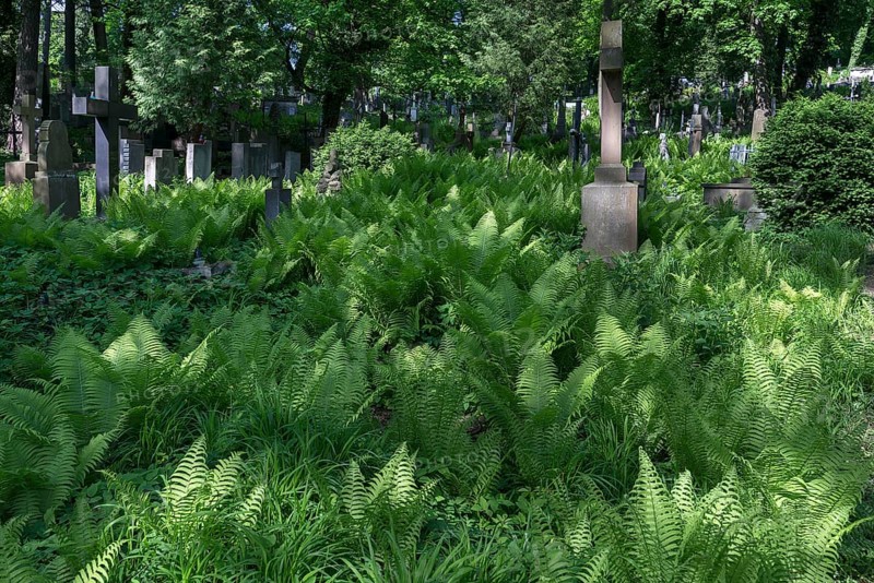 Ferns at Lützenhofer Cemetery Lychakivskiy Cemetery, Lviv, Galicia, Ukraine