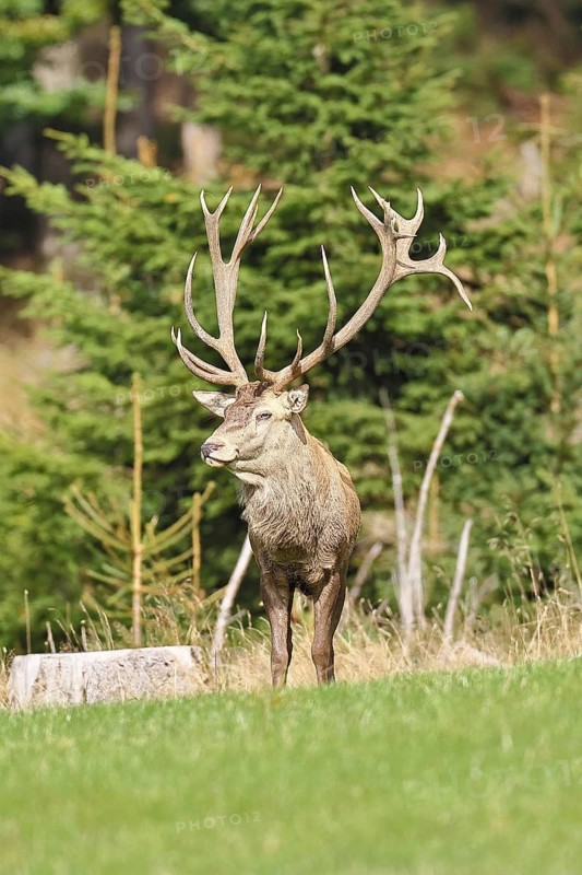 Red deer (Cervus elaphus) during the rutting season, capital stag in a forest clearing, wildlife, autumn, Sauerland, North Rhine-Westphalia, Germany