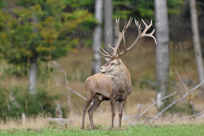 Red deer (Cervus elaphus) during the rutting season, capital stag in a forest clearing, wildlife, autumn, Sauerland, North Rhine-Westphalia, Germany