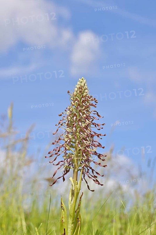Goat's tongue (Himantoglossum hircinum), inflorescence with open white-purple flowers, in a meadow in front of a blue sky, orchids, orchid, orchid plant, nature photography, Lahnstein, Rhineland-Palatinate, Germany