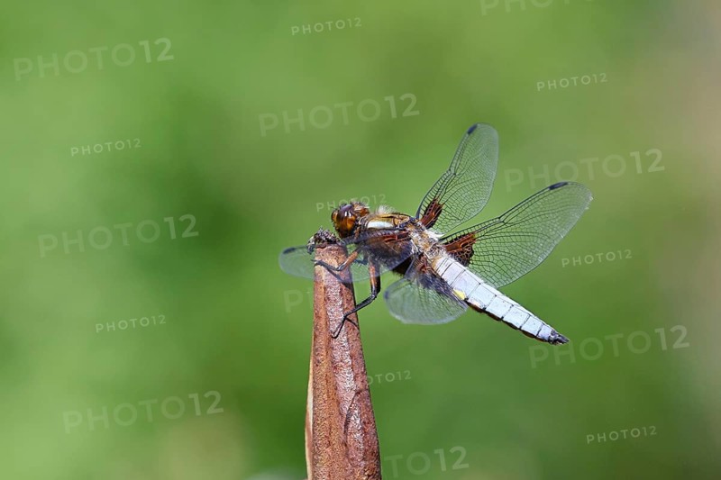 Flat-bellied dragonfly (Libellula depressa), family of damselflies (Libellulidae), male sitting on a fence top in the garden, close-up, Wilnsdorf, North Rhine-Westphalia, Germany