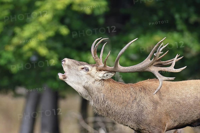 Red deer (Cervus elaphus) during the rutting season, a large stag roaring in a forest clearing, animal portrait, wildlife, autumn, Sauerland, North Rhine-Westphalia, Germany