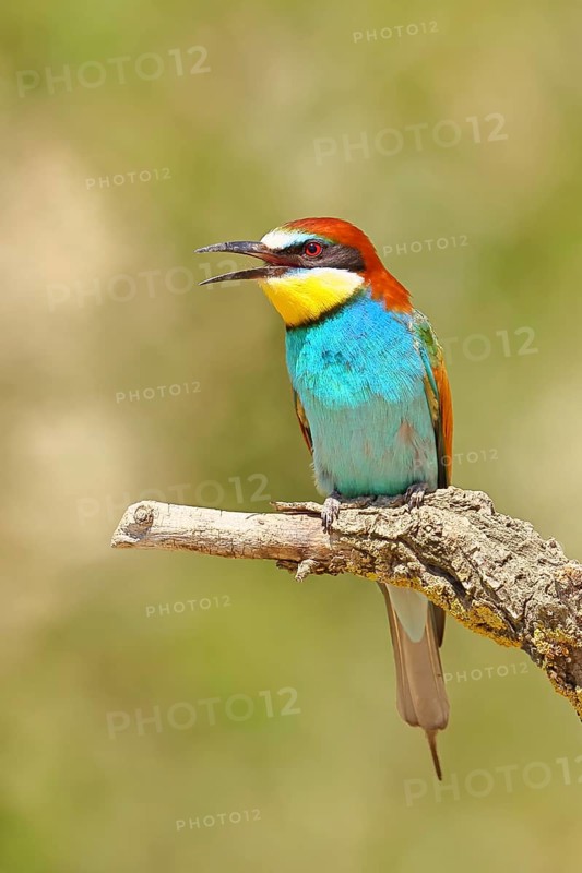 European bee-eater (Merops apiaster) sitting on a branch covered with green lichen, Lake Neusiedl, Burgenland, Austria