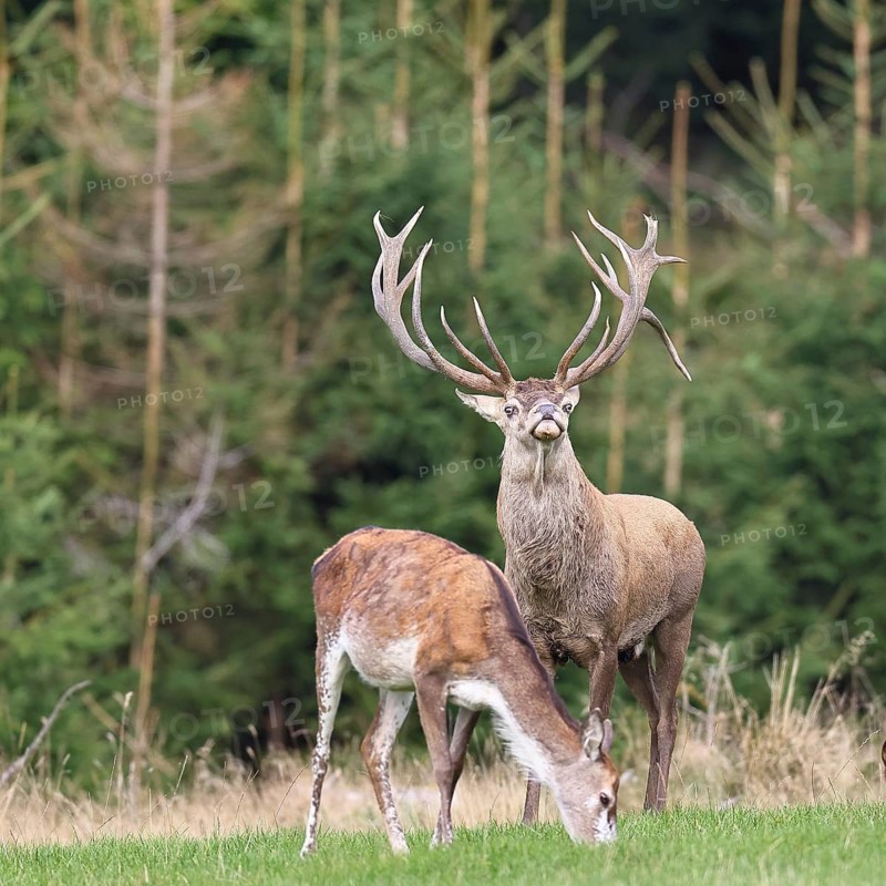 Red deer (Cervus elaphus) in rutting season, capital stag with doe in a forest clearing, wildlife, Sauerland, North Rhine-Westphalia, Germany