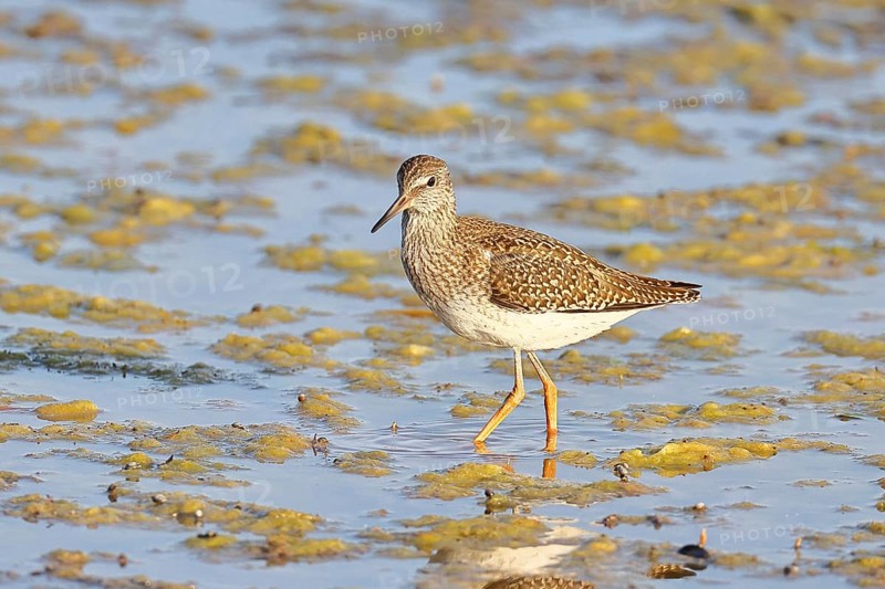 Redshank (Tringa totanus) walking in the silt on the shore, Ziggsee, Lake Neusiedl National Park, Seewinkel, Burgenland, Austria