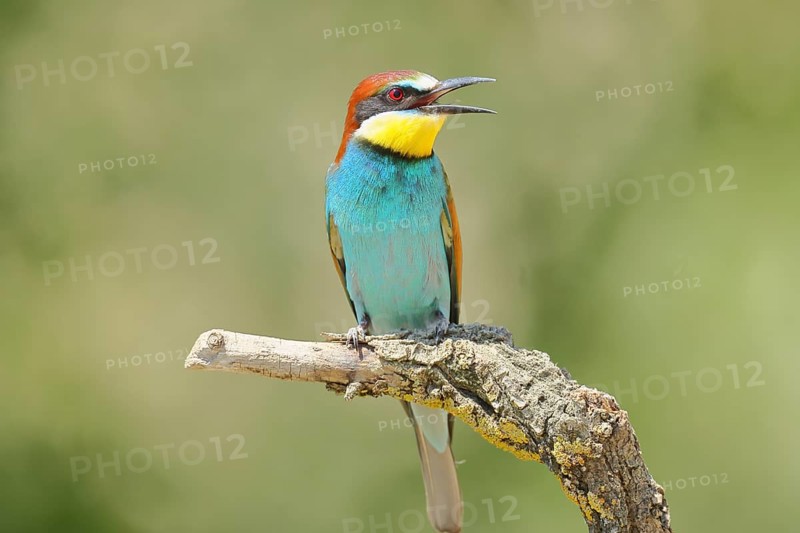European bee-eater (Merops apiaster) sitting on a branch covered with green lichen, Lake Neusiedl, Burgenland, Austria