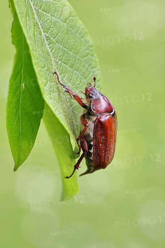 May beetle, wood cockchafer (Melolontha hippocastani), female, on leaf of a willow (Salix caprea), close-up, Wilnsdorf, North Rhine-Westphalia, Germany