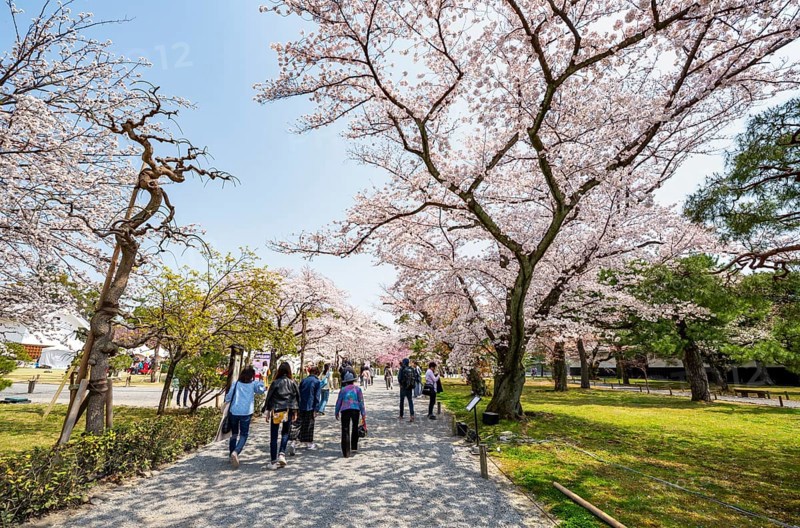Blooming cherry trees in Seiryu-en Garden, Sakura, former imperial villa Nijo Castle, Kyoto, Japan