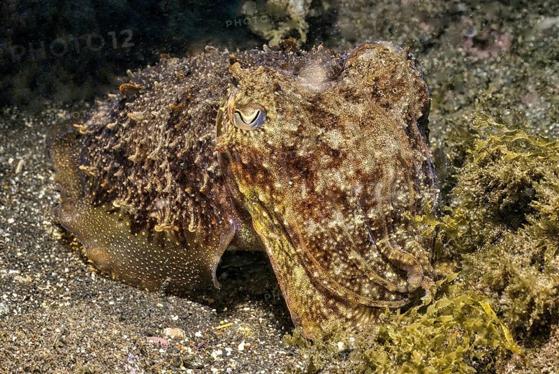 Underwater photo Close-up of cuttlefish (Sepia officinalis) Cephalopod family Real cuttlefish camouflages itself as if lurking on sandy seabed Seabed waiting for prey, East Atlantic, Tenerife, Canary Islands, Spain