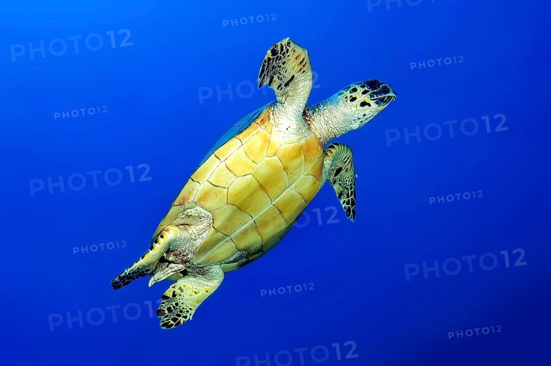 Underwater photo of Hawksbill sea turtle (Eretmochelys imbricata) Sea turtle swimming in blue sea to breathe up to the water surface Sea surface, Red Sea, Safaga, Egypt