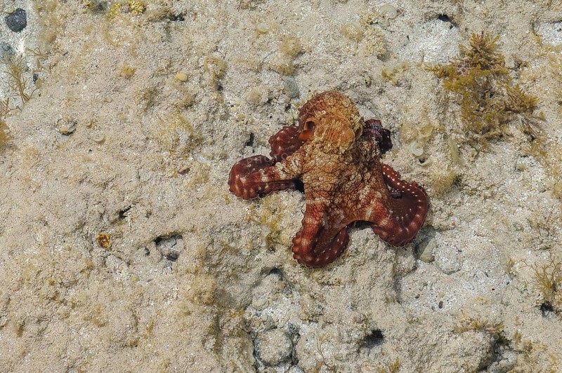 Underwater photo of juvenile very small common octopus (Octopus vulgaris) Common octopus Cephalopod eight-armed octopus in ankle-deep water off swimming beach, Red Sea, Egypt