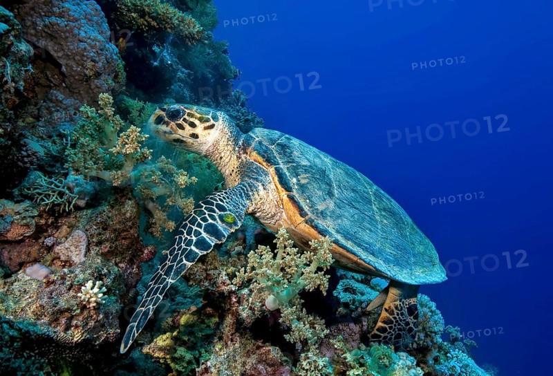 Underwater photo of Hawksbill sea turtle (Eretmochelys imbricata) eating broccoli soft coral (Lithophyton arboreum) in tropical coral reef, Red Sea, Egypt