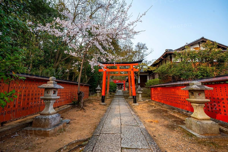 Blooming cherry trees, red torii gates at Takenaka-Inari-Jinja Shrine, Kyoto, Japan
