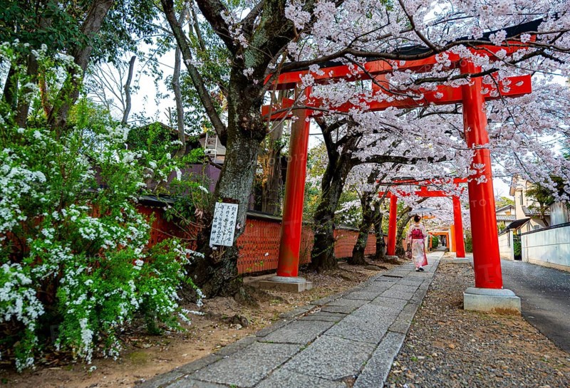 Japanese woman wearing kimono under blossoming cherry trees, Torii Gate at Takenaka-Inari-Jinja Shrine, Kyoto, Japan