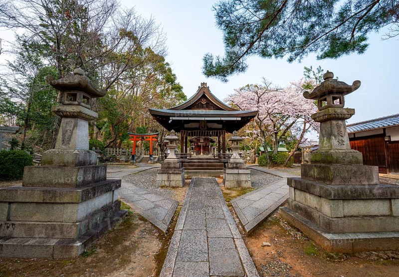 Takenaka-Inari-Jinja Shrine, Cherry Blossom, Kyoto, Japan