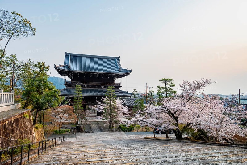 Sanmon Gate in evening light with blooming cherry trees, Buddhist temple, Konkai-Komyoji temple, Kyoto, Japan