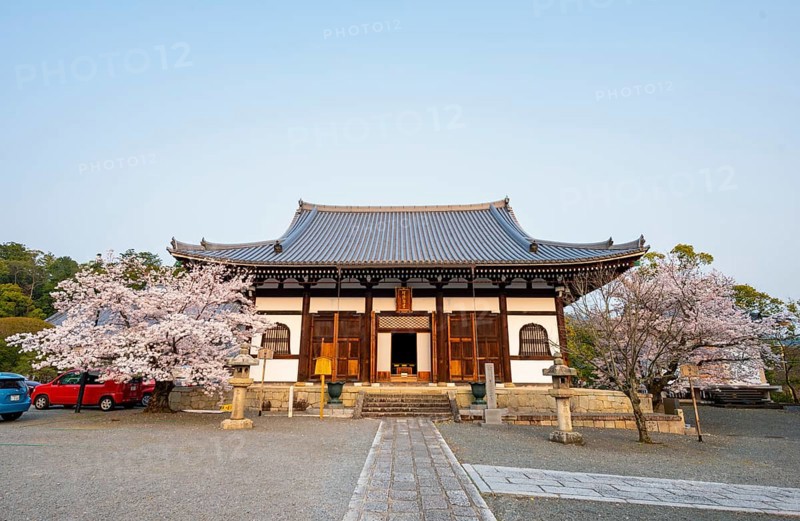 Japanese temple with blooming cherry trees, Amidado, Konkai-Komyoji Temple, cherry blossom season, Kurodanicho, Kyoto, Japan