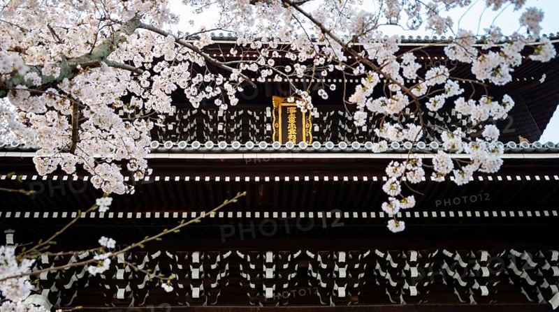 Detail of Sanmon Gate and blooming cherry trees, Konkai-Komyoji Temple, Buddhist Temple, Kyoto, Japan
