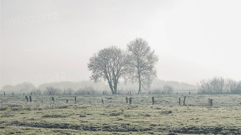Picture of two trees defusing back light in winter, winter, Wehden, Cuxhaven, Lower Saxony, Germany