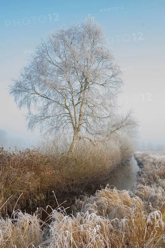 View along a ditch where trees and grasses grow on the shore and the morning dew is frozen, Winter, Wehden, Cuxhaven, Lower Saxony, Germany