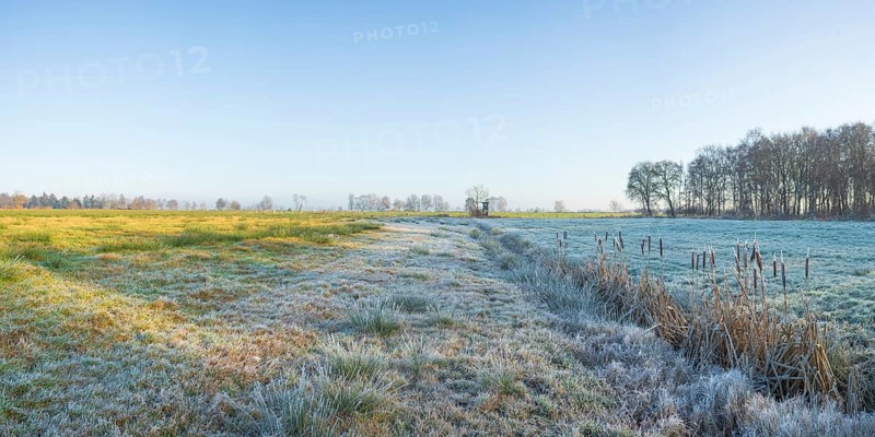 View across a pasture along a small ditch where bulrushes (Typha) grow, winter, Wehden, Cuxhaven, Lower Saxony, Germany