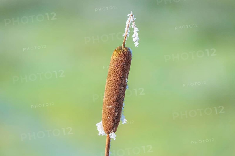 Close-up of a cattail (Typha) that is slightly frozen, Wehden, Cuxhaven, Lower Saxony, Germany