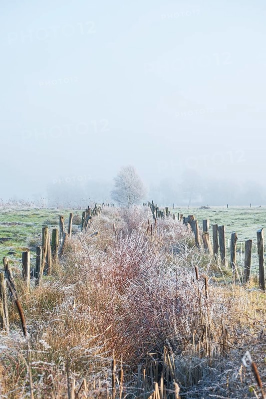 View of a tree disappearing in fog along an almost overgrown ditch, Wehden, Cuxhaven, Lower Saxony, Germany
