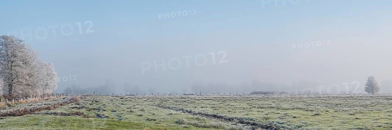 Panoramic view over a willow on a row of trees in fog in winter, Wehden, Cuxhaven, Lower Saxony, Germany