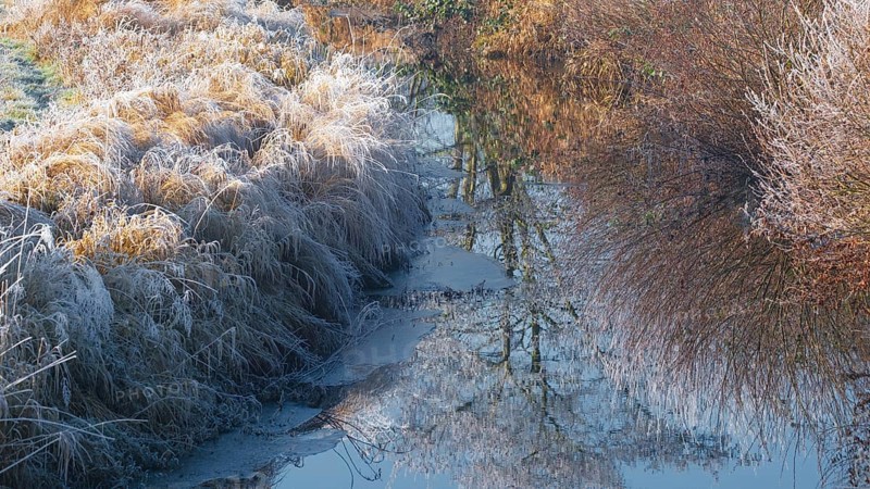 Winter detailed view of vegetation growing on a ditch, Winter, Wehden, Cuxhaven, Lower Saxony, Germany