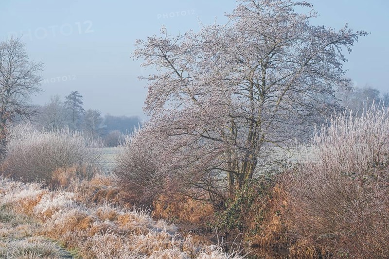 Winter detailed view of vegetation growing on a ditch, Wehden, Cuxhaven, Lower Saxony, Germany