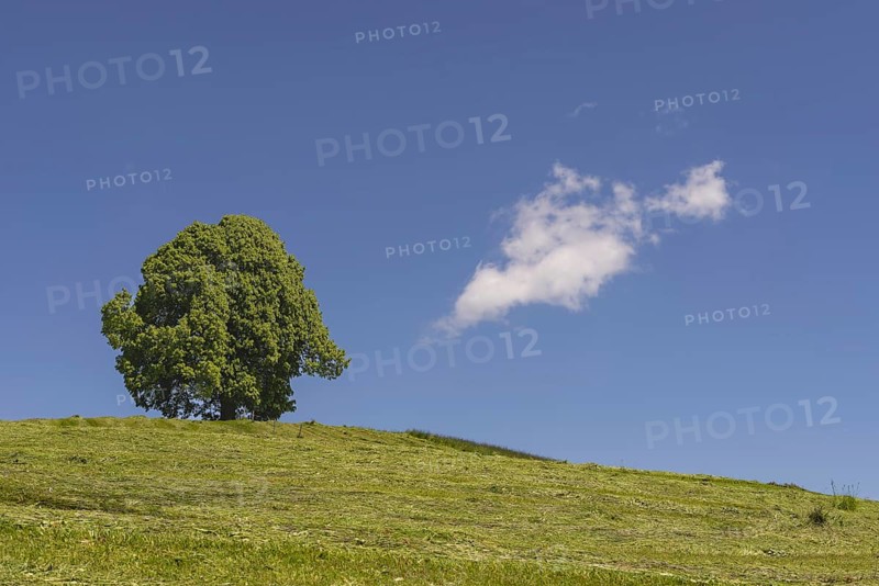 Hay harvest at the Friedenslinde (Tilia) on the Wittelsbacher Höhe, 881m, Illertal, Allgäu, Bavaria, Germany
