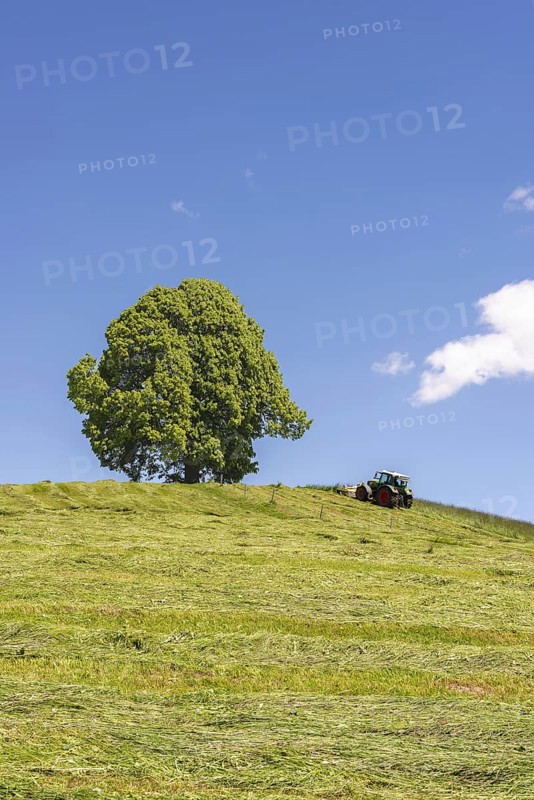 Hay harvest at the Friedenslinde (Tilia) on the Wittelsbacher Höhe, 881m, Illertal, Allgäu, Bavaria, Germany