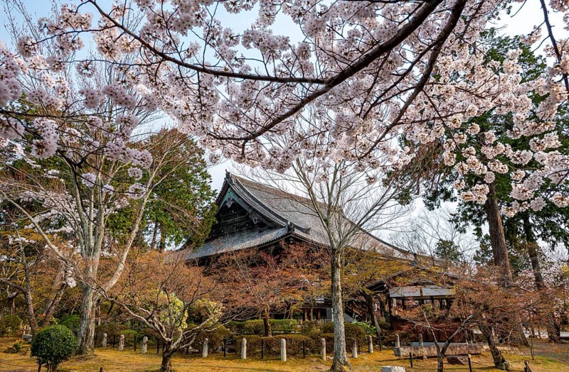 Shinsho Gokurakuji or Shinnyo-do temple, Japanese cherry blossom, Kyoto, Japan