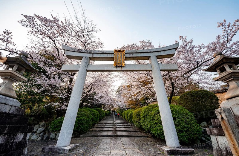 Shinto shrine, white torii gate with cherry blossoms, Munetada-Jinja Shrine, Japanese cherry blossom, Kyoto, Japan