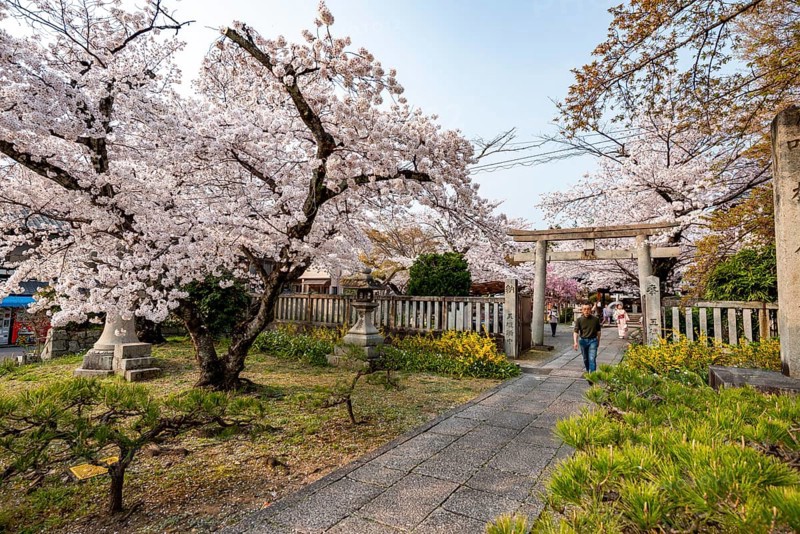 Torii and Hoden-ji temples, Japanese cherry blossom, Kyoto, Japan