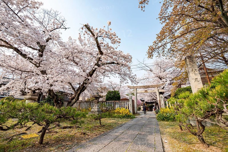 Entrance to Hoden-ji Temple, Japanese cherry blossom, Sakura, Kyoto, Japan