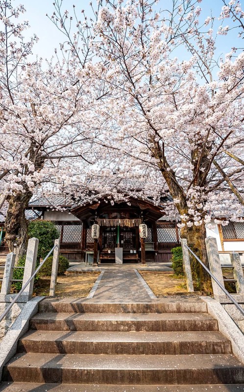 Hoden-ji temple, Japanese cherry blossom, Sakura, Kyoto, Japan