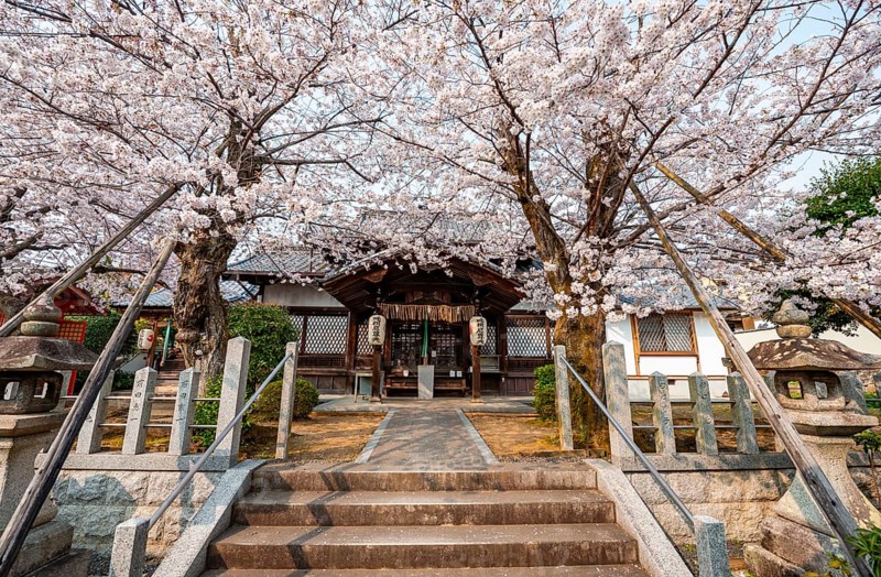 Hoden-ji temple, Japanese cherry blossom, Sakura, Kyoto, Japan