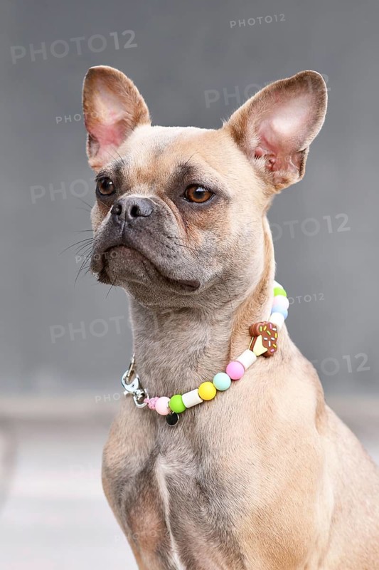 Portrait of French Bulldog with long healthy nose wearing Em ceramics anti-thick necklace in front of gray wall