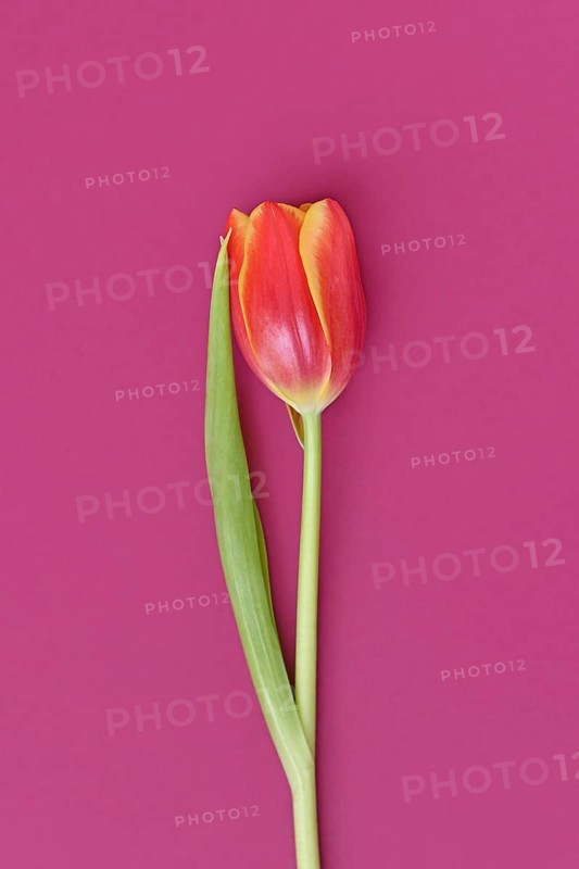 Single dark pink tulip flowers with yellow tips on pink background