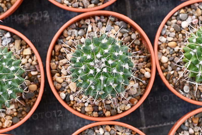 Top view of small 'Mammillaria Carnea' cactus in flower pot with stones