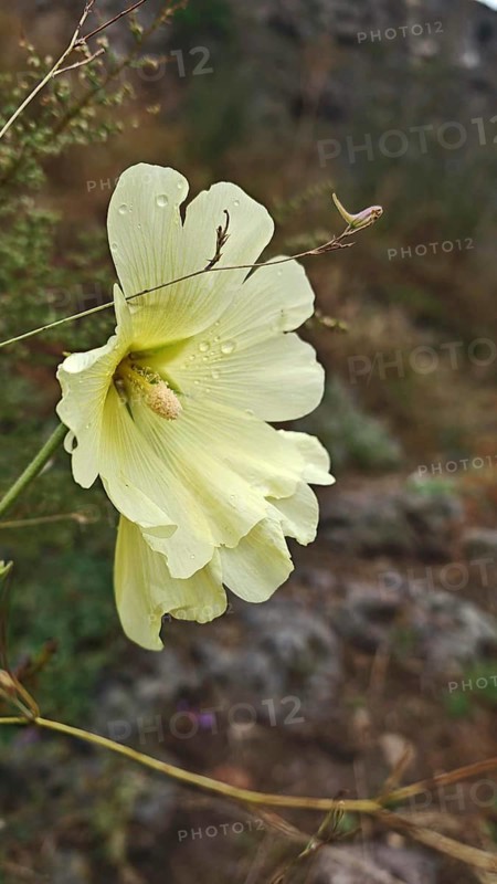 Yellow hollyhock (Alcea) with dewdrops on a flower, surrounded by natural landscape, Debed Canyon, Armenia
