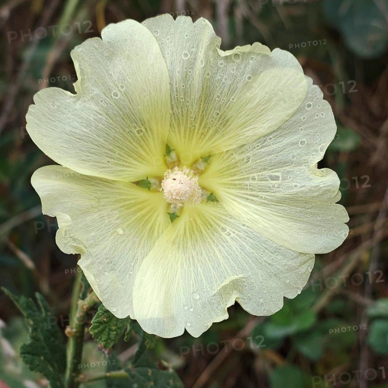 A white flower, hollyhock (Alcea) in close-up with dewdrops on the petals amidst greenery, Debed Canyon, Armenia