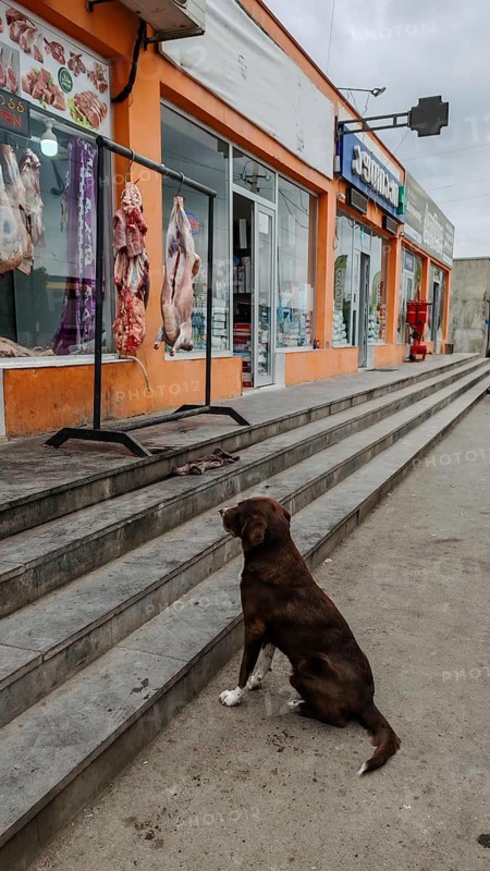 A dog sits longingly in front of a shop showing meat in a display case, Georgia